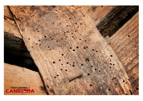 Pre-Purchase Timber Inspections Canberra - 2/4