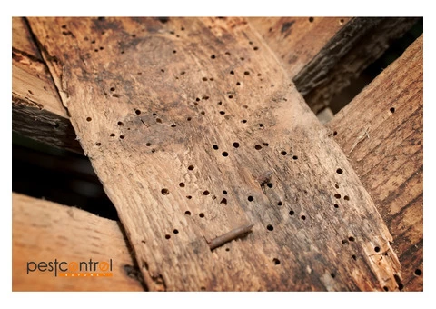 Pre-Purchase Timber Inspection Sydney - 4/4