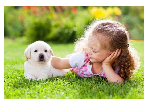 Affordable Turf Supplies Available to Keep Lawn Green during Summers