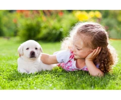 Affordable Turf Supplies Available to Keep Lawn Green during Summers