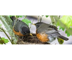 Bird's Nest Removal Services in Melbourne: Quick, Safe, and Effective