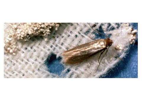 Carpet Moth Control Adelaide - 3/6