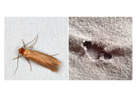 Carpet Moth Control Adelaide - 4/6