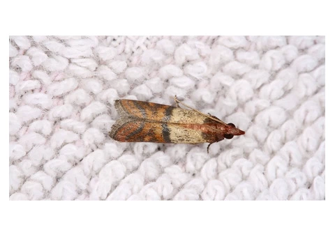 Carpet Moth Control Adelaide - 6/6