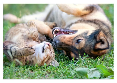 Rug Cleaning For Cat Urine | 0299821000