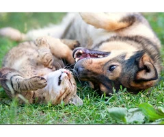 Rug Cleaning For Cat Urine | 0299821000