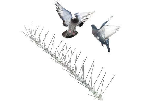 Pigeon Control Brisbane - 3/6