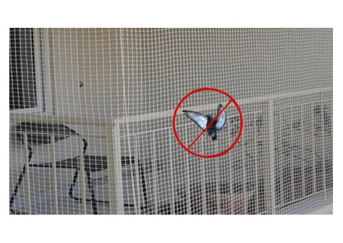 Pigeon Control Brisbane - 4/6