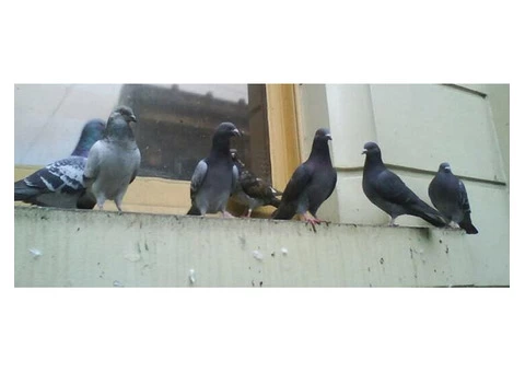 Pigeon Control Brisbane - 5/6