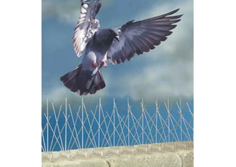 Pigeon Control Brisbane - 6/6
