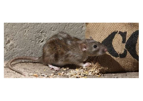 Rats Control Brisbane - 4/5