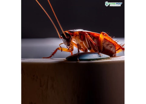 Pest Control Sydney - 1/5
