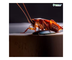 Pest Control Sydney