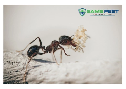 Pest Control Sydney - 2/5