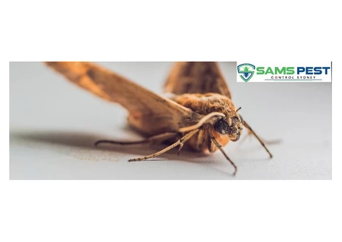 Pest Control Sydney - 3/5