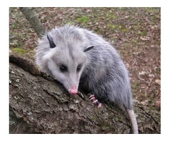 Humane Possum Removal Adelaide