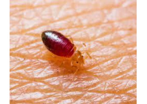 Bed Bugs Control Adelaide - 2/6