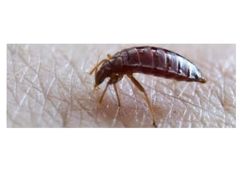 Bed Bugs Control Adelaide - 4/6