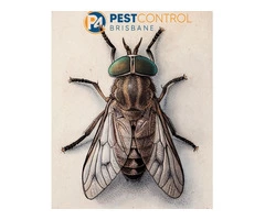 Fly Control Brisbane