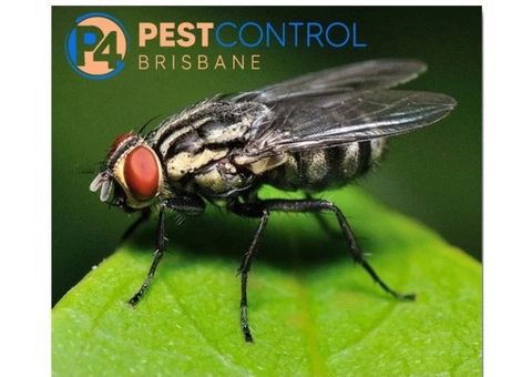Fly Control Brisbane - 3/4