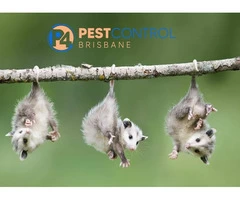 Possum Removal Service Brisbane