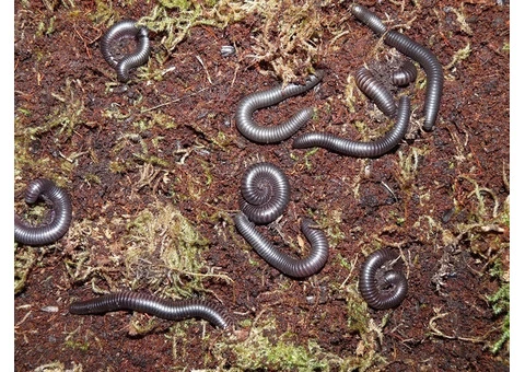 Millipedes Control Adelaide - 2/6