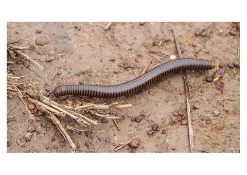 Millipedes Control Adelaide - 5/6