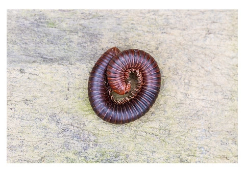Millipedes Control Adelaide - 6/6