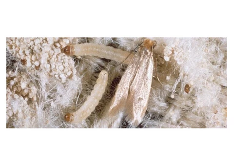 Moth Control Adelaide - 3/6