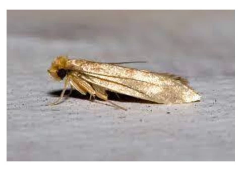 Moth Control Adelaide - 5/6