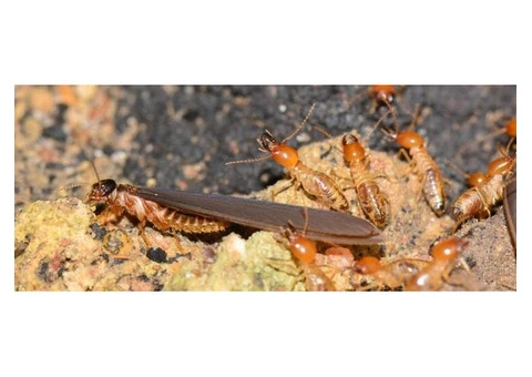 Termite Control Adelaide - 5/6