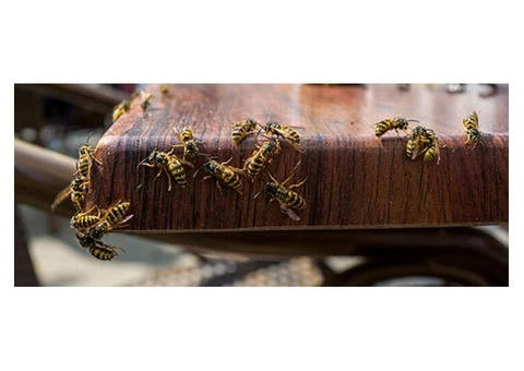 Wasp Removal Adelaide - 2/6