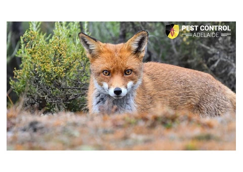 Fox Trapping Adelaide - 1/4