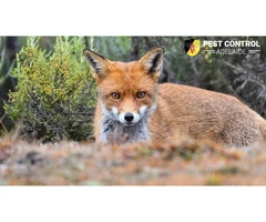 Fox Trapping Adelaide