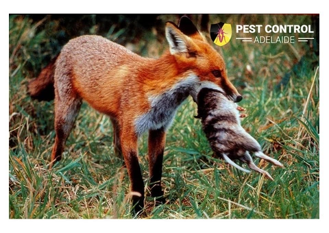 Fox Trapping Adelaide - 2/4