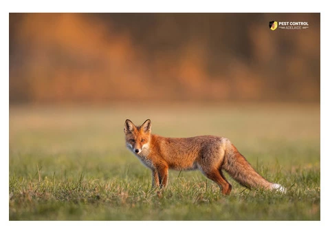 Fox Trapping Adelaide - 3/4