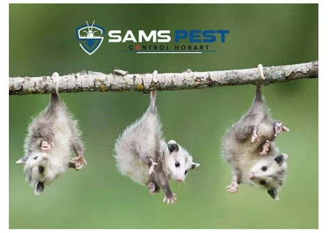 Possum Removal Hobart - 1/6