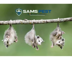 Possum Removal Hobart