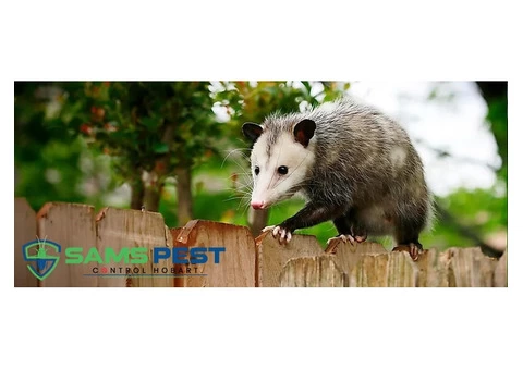 Possum Removal Hobart - 6/6