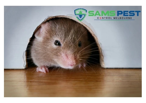 Rodent Control Melbourne - 1/4