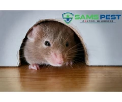 Rodent Control Melbourne
