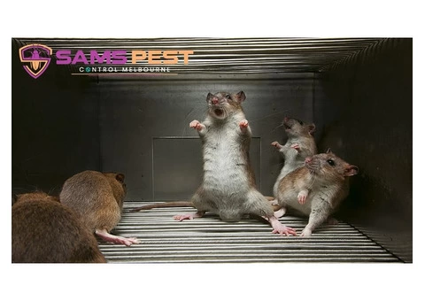 Rodent Control Melbourne - 3/4