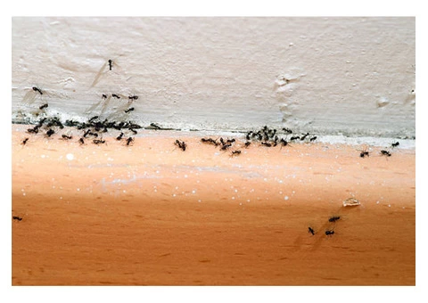 Ant Control Hobart - 4/6