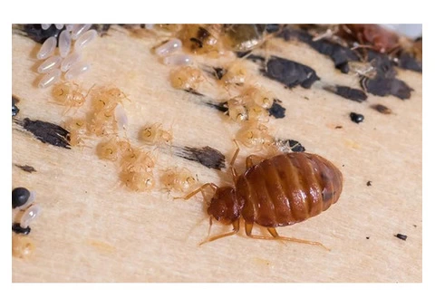 Bed Bug Control Hobart - 2/6