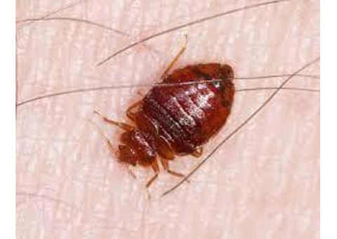 Bed Bug Control Hobart - 3/6
