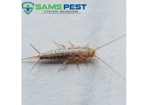 Silverfish Control Melbourne - 2/4