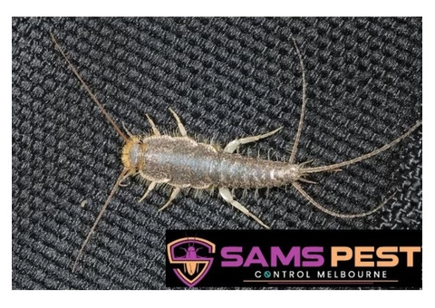 Silverfish Control Melbourne - 3/4