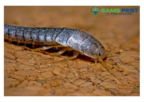 Silverfish Control Melbourne - 4/4
