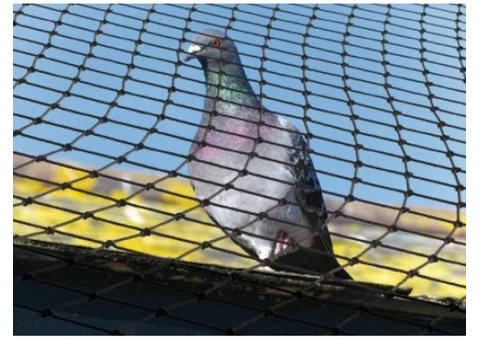 Bird Control Hobart - 2/6