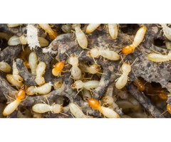 Termite Control Hobart